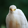 Cattle Egret