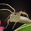 Brown Lynx Spider