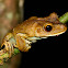 Rana gladiadora gigante / Giant Gladiator Treefrog