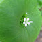 Miner's lettuce