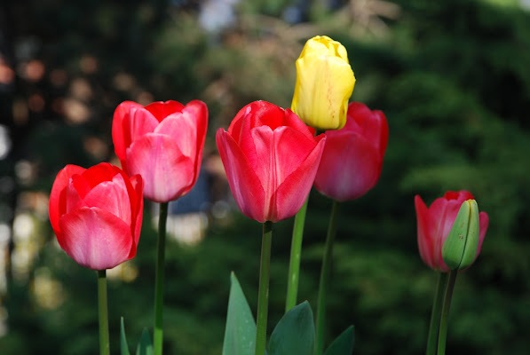 6 i tulipiani fioriti di lando