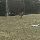 Sika Deer