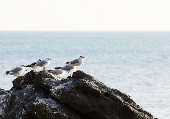 Twins Seagull di danger