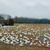 Snow geese