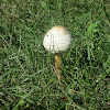 Meadow Mushroom