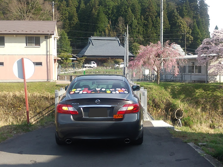 フーガ 51の奈良県宇陀郡御杖村・4月13日(土)・ネパール人に桜🌸を見せるために早朝から満開の桜🌸を探しに行きましたpart2・小さな橋の前後の川沿いの桜🌸・候補からは外しました(^_^;)に関するカスタム事例の投稿画像10枚目