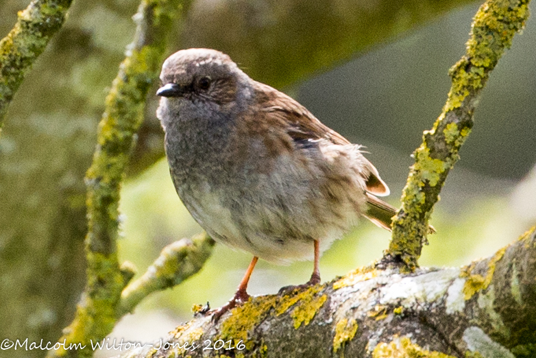 Dunnock