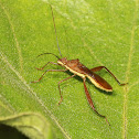 Pod-sucking Bug