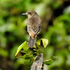 Pied bush chat- Female (subspecies: nilgiriensis)