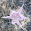 Sagebrush mariposa lily