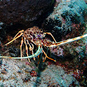 European spiny lobster