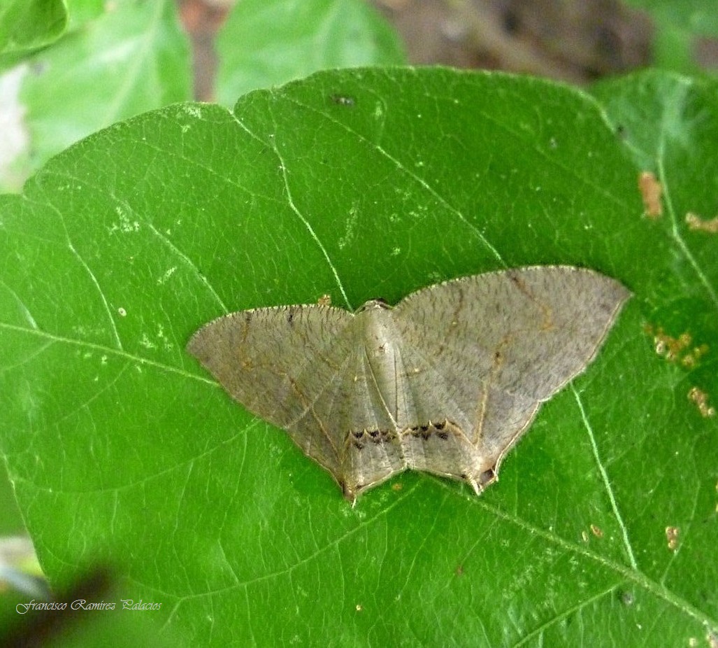 Psamathia Moth