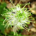 Spiked Rampion