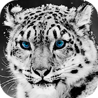 Snow Leopard Wallpaper HD  backgrounds  themes