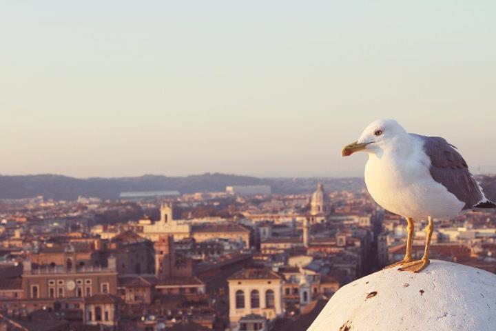 Roma  Città Eterna di luphotography