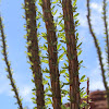 Ocotillo