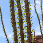 Ocotillo