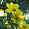 Tickseed Sunflower