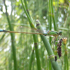 Rambur's Forktail