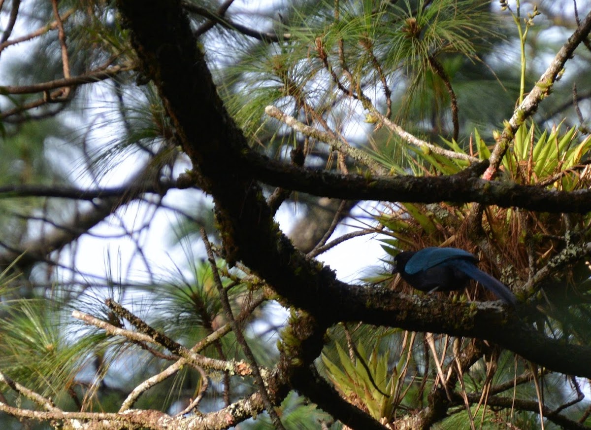 Bushy-crested Jay