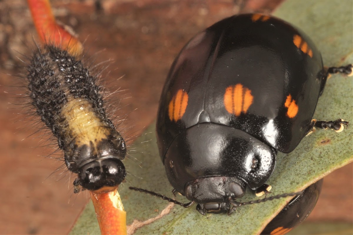 Paropsisterna octosignita