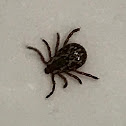 American Dog Tick