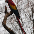 Scarlet Macaw