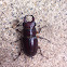 Reddish-brown Stag Beetle