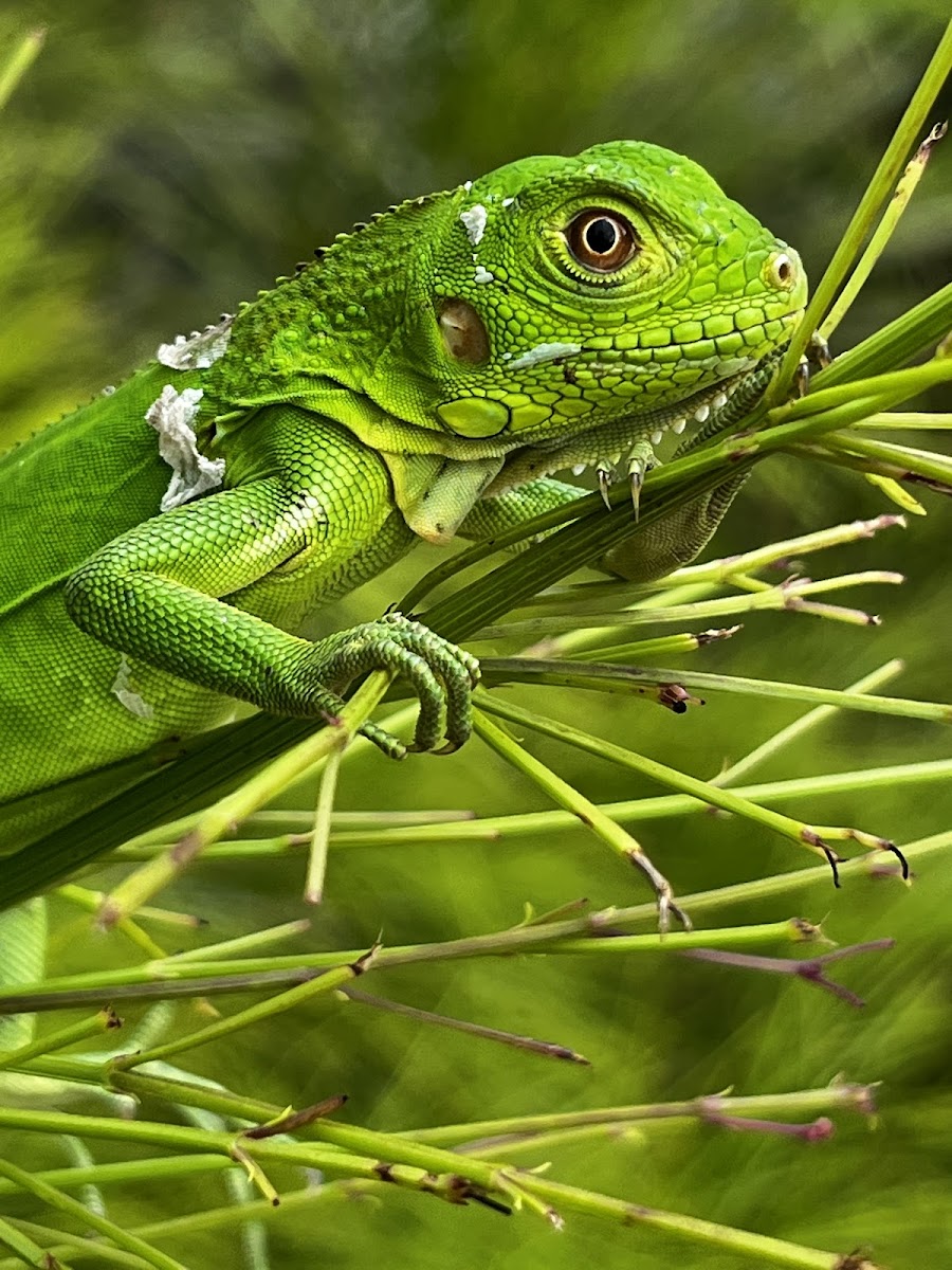 Green Iguana