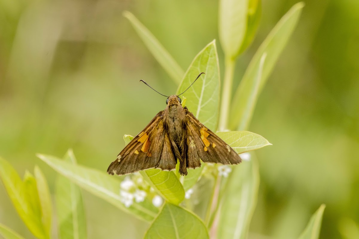 Silver Spotted Skipper