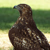 Red-tailed hawk