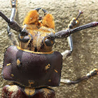 Longhorn Beetle