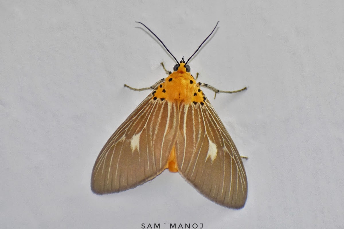 Tiger Moth