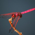 Crimson – Marsh Glider