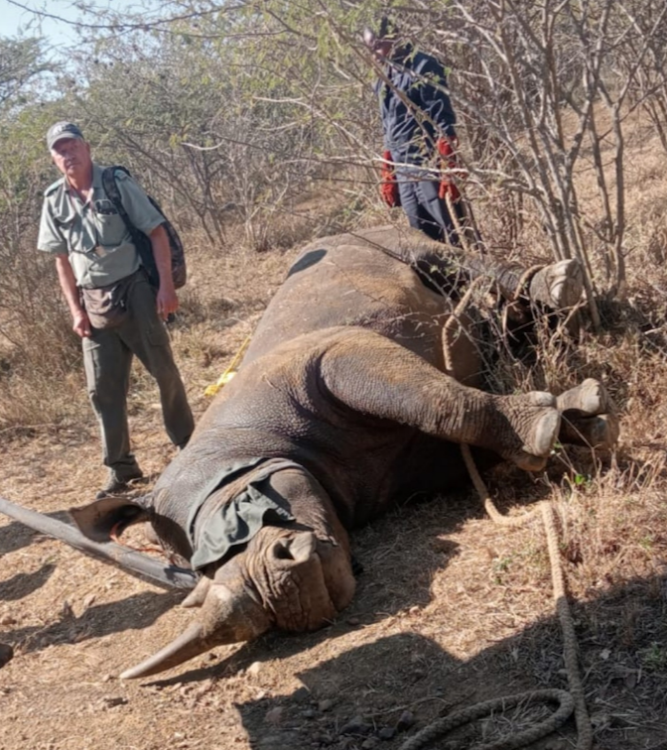 One of the escaped white rhinos has been recaptured.