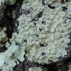 Dirinaria Lichen