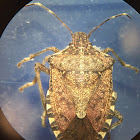 Brown Marmorated Stink Bug