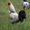 Rooster (Male Chicken)