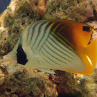 Threadfin butterflyfish