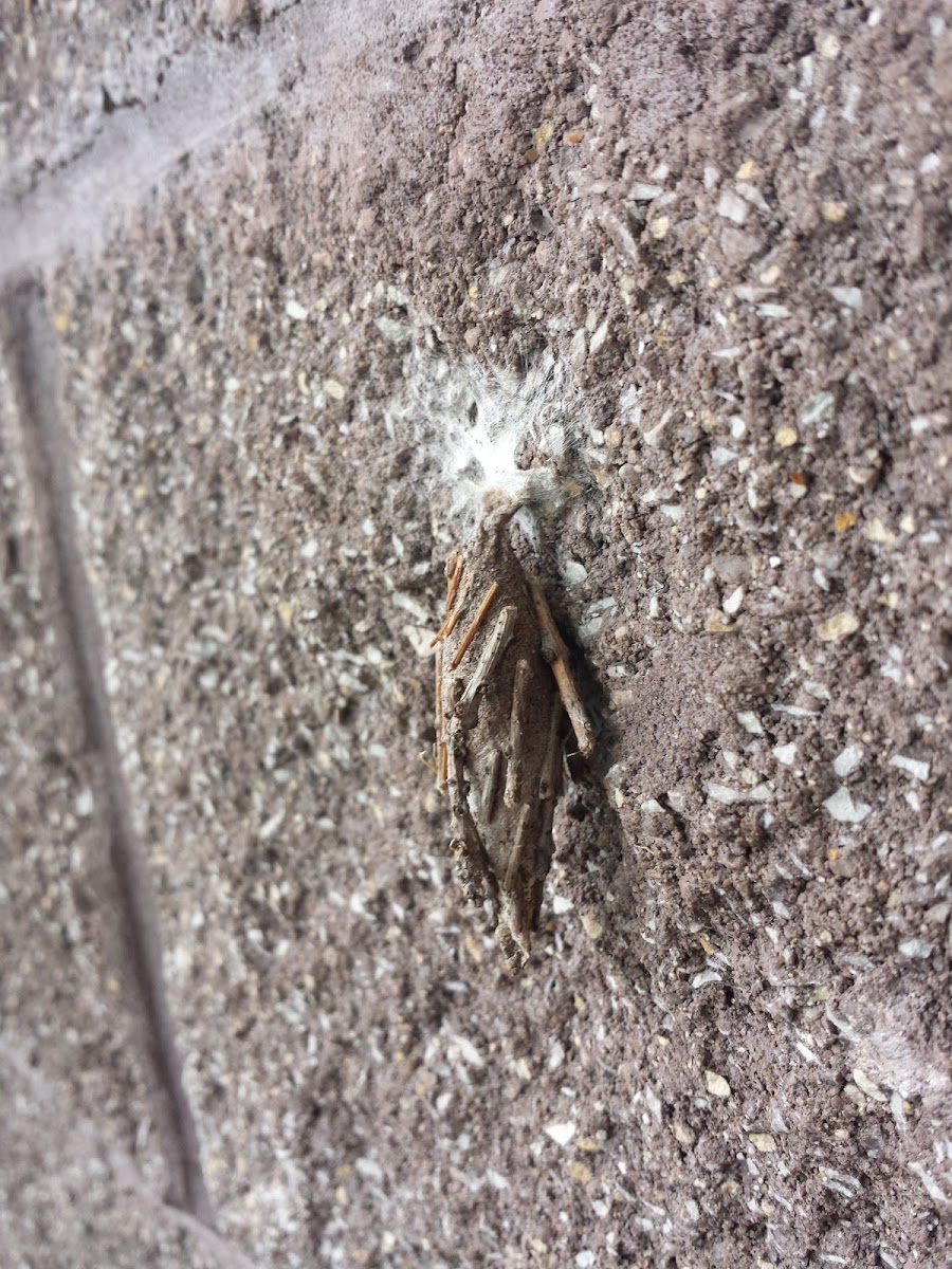 Bagworm moth