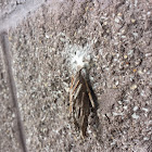 Bagworm moth