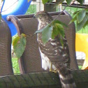 Red Tailed Hawk