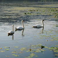 Famigliola. di sangiopanza