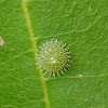 Eggs of baron butterfly