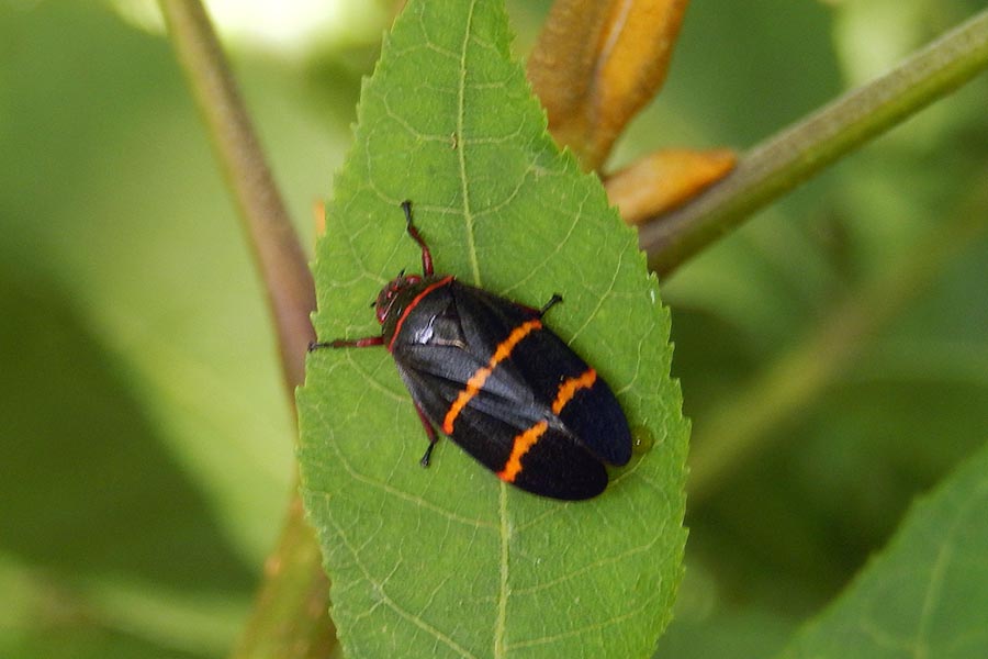 Two-Lined Spittlebug