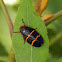 Two-Lined Spittlebug