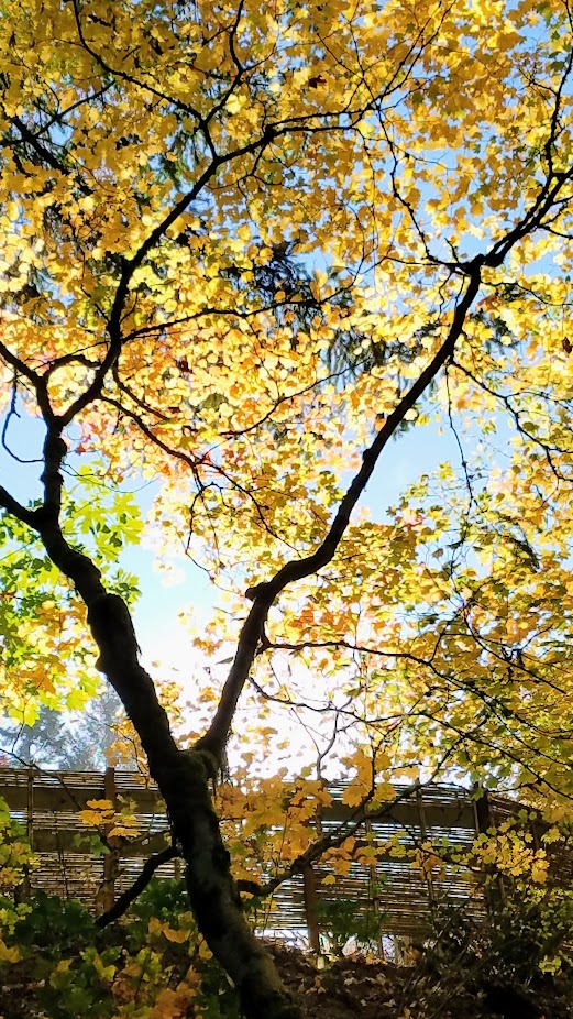 Fall at the Portland Japanese Garden, visiting for Autumn Portland Japanese Garden fall foliage photos on October 2017