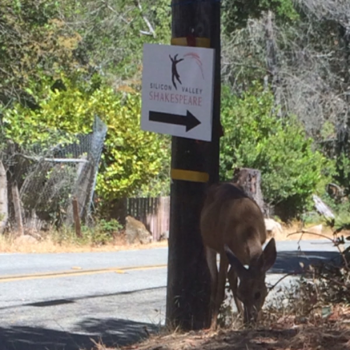 California Mule Deer