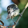 Great Tit