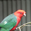 Australian King Parrot